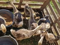 Geese — 照片 4
