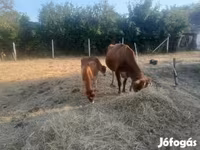 Sigir, Jersey zotasi — 1-rasm