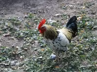 Chickens — 照片 5