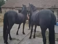 Cheval, Friesian — photo 3
