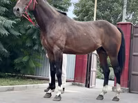 Pastuv, Thoroughbred horse — fotografija 4