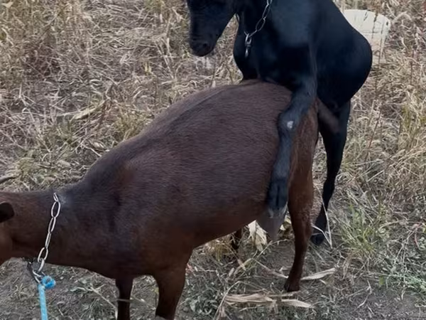 Ziegenbock, Murcia-Granada goats
