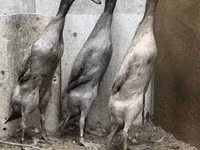 इंडियन रनर — फ़ोटो 1