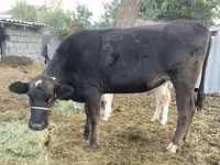 Krava, Swiss cattle — fotografija 3