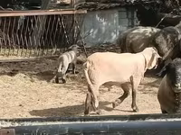 Carneiro, White Suffolk sheep — foto 1