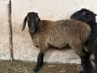 Ovca, Blackheaded Persian sheep — fotografija 1