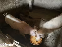 Säue, Schweine — Foto 3