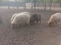 मेढ़ा, Racka sheep — फ़ोटो 1