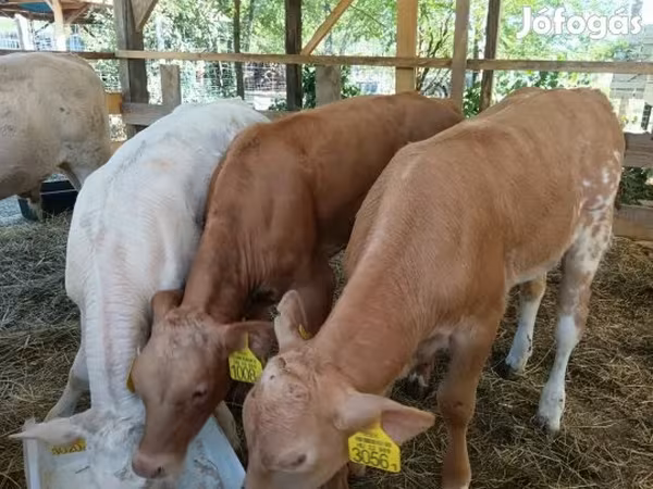 Bovinos (lote, sexo não especificado), Simmental cattle