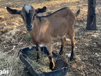 Ziegenbock, Ziegen — Foto 1