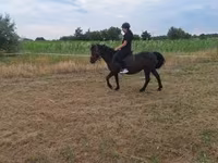 Mare, Horses — photo 1