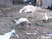 Turkeys — الصورة 3