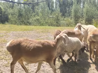 Ovan, Afghan Arabi sheep — fotografija 2