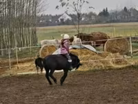 حصان, Shetland Pony — الصورة 4