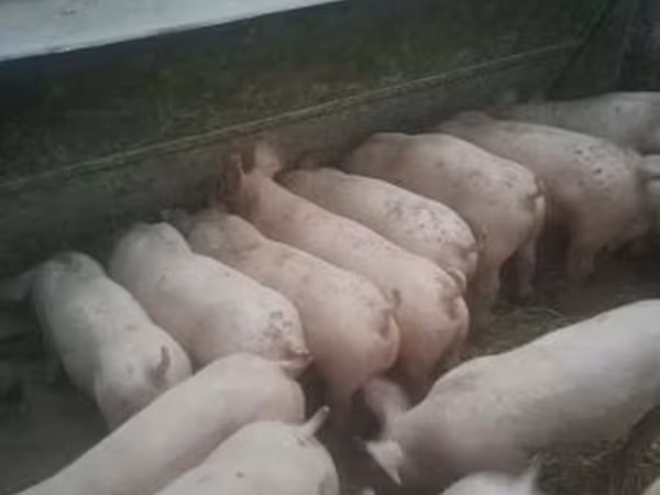 Knur, Świnie — Węgry