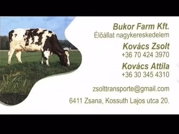 Sigir, Charolais cattle — Vengriya