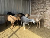 Schaf, Arashan sheep — Foto 3