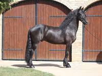 Pastuv, Friesian — fotografija 1