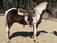 Pastuv, American paint horse — fotografija 3
