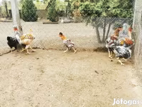Chickens — الصورة 1