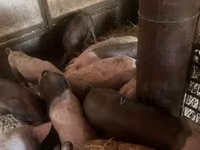 Cerdos (lote, sexo no especificado), Cerdos — foto 5