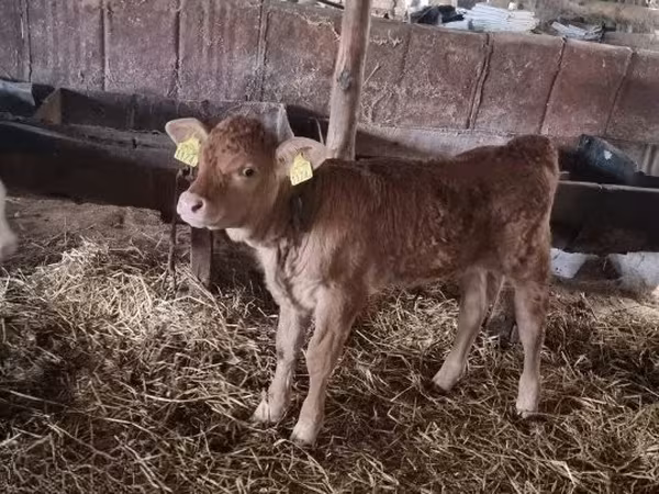Buqa, Simmental cattle — Vengriya