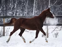 Kobila, American shetland pony — fotografija 2