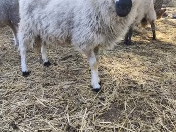 母羊, Dorper sheep
