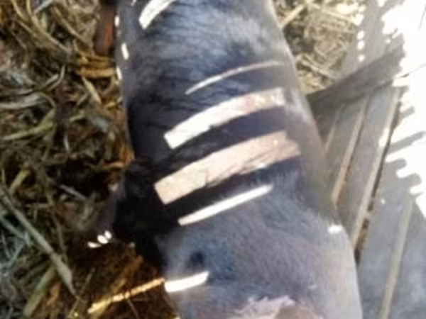 母猪, Pigs