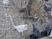 Chickens — zdjęcie 3