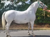 Yegua, Lipizzaner — foto 3