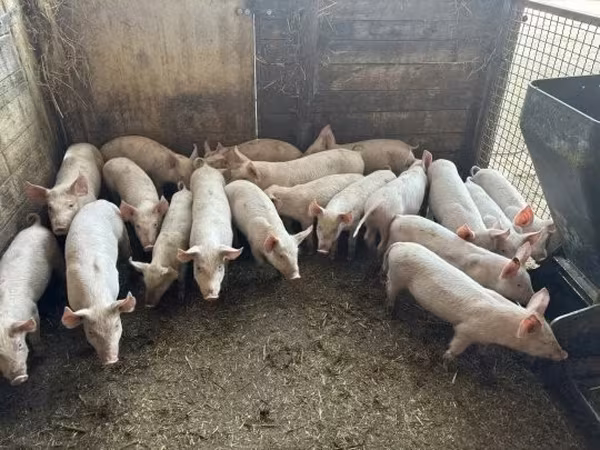 Suínos (lote, sexo não especificado),  — Hungria