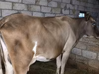 Vaca, Raça vermelho-malhada — foto 2