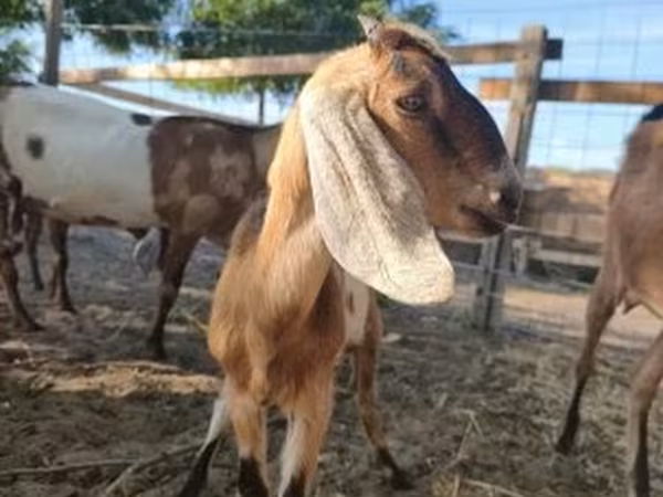 Koza, Nubian Goat