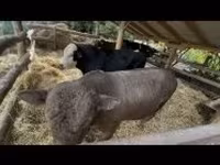 Toro, Raza Holstein — foto 6