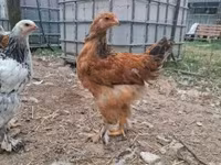 Brahma — Foto 4