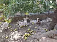 Ducks — foto 1