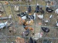 Ducks — zdjęcie 2