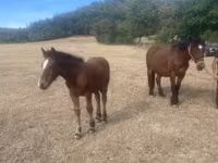 Égua, Cavalos — foto 1