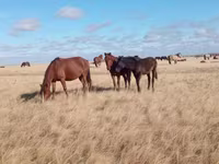 Kobyła, Horse breed — zdjęcie 7