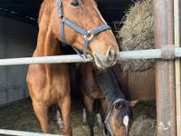 घोड़ी, Polish pony — फ़ोटो 5