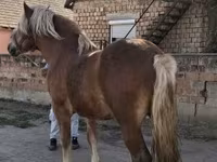 公马, Horses — 照片 2