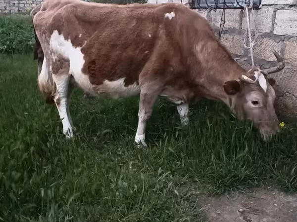 Krava, Crveno-šarena rasa