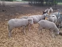 公羊, Sheep — 照片 3