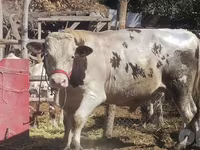 Byk, Simmental cattle — zdjęcie 2