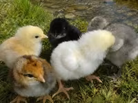 Chickens — 写真 3