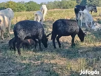 Ovca, Racka sheep — fotografija 2