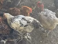 Chickens — fotografija 2