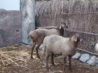 Brebis, Moutons — photo 4