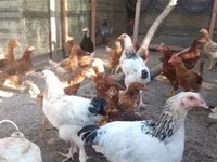 Chickens — الصورة 3